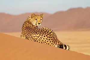 Guepard: Afrique, Namibie, Reserve privee, Guepard (Acinonyx