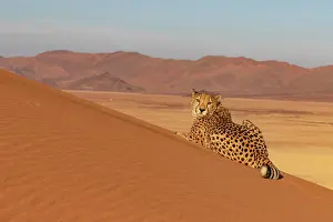 Afrique, Namibie, Reserve privee, Guepard (Acinonyx