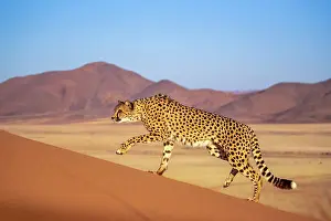 Guepard: Afrique, Namibie, Reserve privee, Guepard (Acinonyx