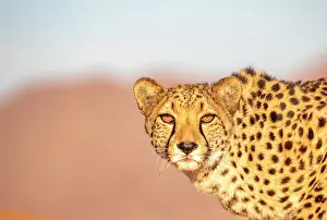 Afrique, Namibie, Reserve privee, Guepard (Acinonyx