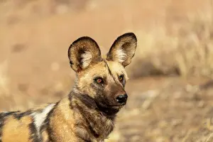 Pictus: Afrique, Namibie, Reserve privee, Lycaon (Lycaon