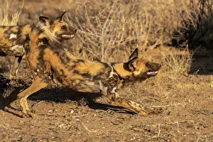Pictus: Afrique, Namibie, Reserve privee, Lycaon (Lycaon