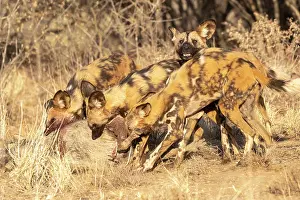 Pictus: Afrique, Namibie, Reserve privee, Lycaon (Lycaon