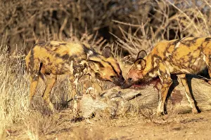 Pictus: Afrique, Namibie, Reserve privee, Lycaon (Lycaon