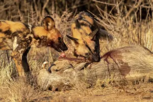 Pictus: Afrique, Namibie, Reserve privee, Lycaon (Lycaon
