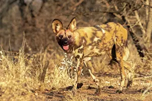 Pictus: Afrique, Namibie, Reserve privee, Lycaon (Lycaon