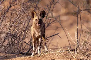 Pictus: Afrique, Namibie, Reserve privee, Lycaon (Lycaon