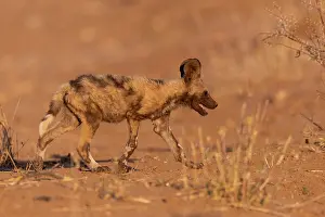 Pictus: Afrique, Namibie, Reserve privee, Lycaon (Lycaon