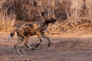 Pictus: Afrique, Namibie, Reserve privee, Lycaon (Lycaon