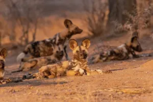 Pictus: Afrique, Namibie, Reserve privee, Lycaon (Lycaon