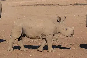 Namibie: Afrique, Namibie, Reserve privee, Rhinoceros blanc