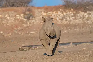 Namibie: Afrique, Namibie, Reserve privee, Rhinoceros blanc
