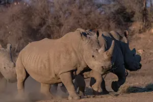 Adultes: Afrique, Namibie, Reserve privee, Rhinoceros blanc