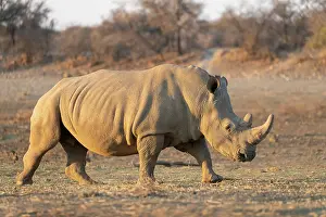 Adultes: Afrique, Namibie, Reserve privee, Rhinoceros blanc