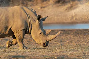 Simum: Afrique, Namibie, Reserve privee, Rhinoceros blanc