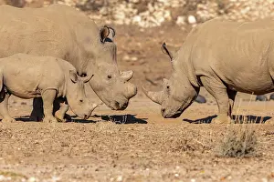 Simum: Afrique, Namibie, Reserve privee, Rhinoceros blanc