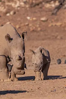 Simum: Afrique, Namibie, Reserve privee, Rhinoceros blanc