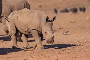 Simum: Afrique, Namibie, Reserve privee, Rhinoceros blanc