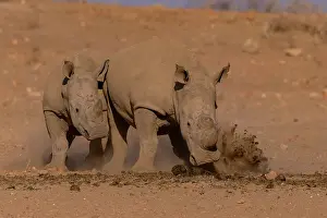 Simum: Afrique, Namibie, Reserve privee, Rhinoceros blanc
