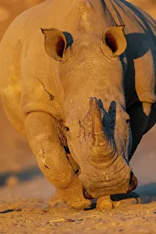 Simum: Afrique, Namibie, Reserve privee, Rhinoceros blanc