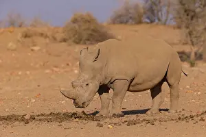 Simum: Afrique, Namibie, Reserve privee, Rhinoceros blanc