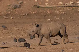 Simum: Afrique, Namibie, Reserve privee, Rhinoceros blanc