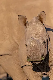 Simum: Afrique, Namibie, Reserve privee, Rhinoceros blanc