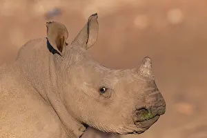 Simum: Afrique, Namibie, Reserve privee, Rhinoceros blanc