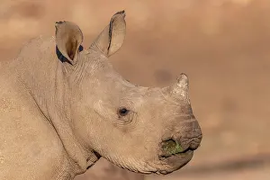 Simum: Afrique, Namibie, Reserve privee, Rhinoceros blanc