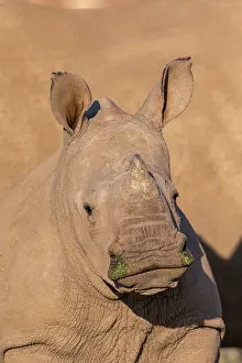 Simum: Afrique, Namibie, Reserve privee, Rhinoceros blanc