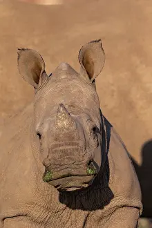 Simum: Afrique, Namibie, Reserve privee, Rhinoceros blanc