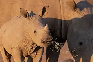 Simum: Afrique, Namibie, Reserve privee, Rhinoceros blanc