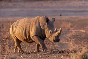 Simum: Afrique, Namibie, Reserve privee, Rhinoceros blanc