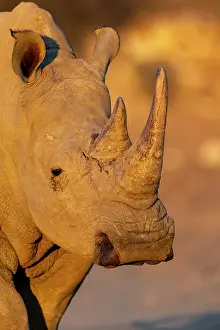 Rhinoceros: Afrique, Namibie, Reserve privee, Rhinoceros blanc