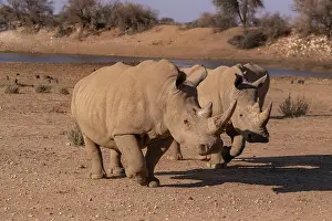 Rhinoceros: Afrique, Namibie, Reserve privee, Rhinoceros blanc