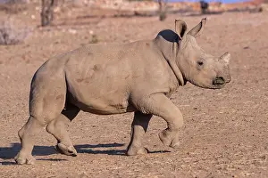 Rhinoceros: Afrique, Namibie, Reserve privee, Rhinoceros blanc