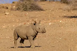 Rhinoceros: Afrique, Namibie, Reserve privee, Rhinoceros blanc