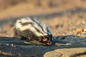 Striatus: Afrique, Namibie, Reserve privee, Zorille commune
