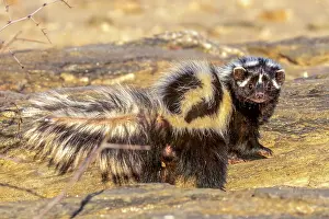 Striatus: Afrique, Namibie, Reserve privee, Zorille commune