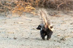 Striatus: Afrique, Namibie, Reserve privee, Zorille commune