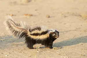 Striatus: Afrique, Namibie, Reserve privee, Zorille commune
