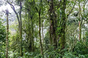 Bwindi: Afrique, Ouganda, Collines dAfrique centrale, La