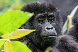 Gorilla: Afrique, Ouganda, Collines dAfrique centrale, La