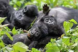 Gorilla: Afrique, Ouganda, Collines dAfrique centrale, La