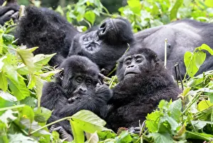 Gorilla: Afrique, Ouganda, Collines dAfrique centrale, La