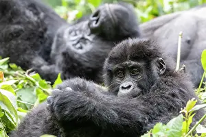 Gorilla: Afrique, Ouganda, Collines dAfrique centrale, La