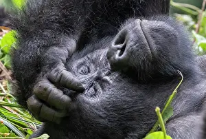 Gorilla: Afrique, Ouganda, Collines dAfrique centrale, La
