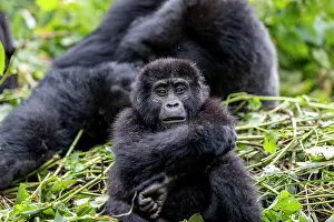 Gorilla: Afrique, Ouganda, Collines dAfrique centrale, La