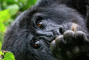 Gorilla: Afrique, Ouganda, Collines dAfrique centrale, La