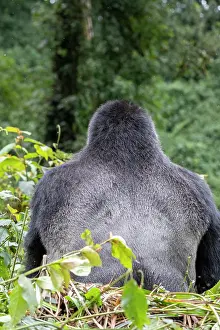Silverback: Afrique, Ouganda, Collines dAfrique centrale, La